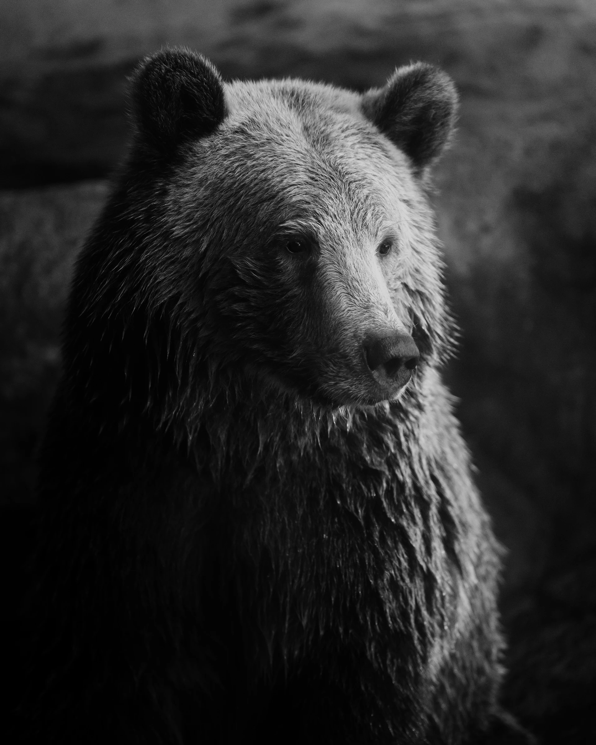 Close black-and-white portrait of a brown bear