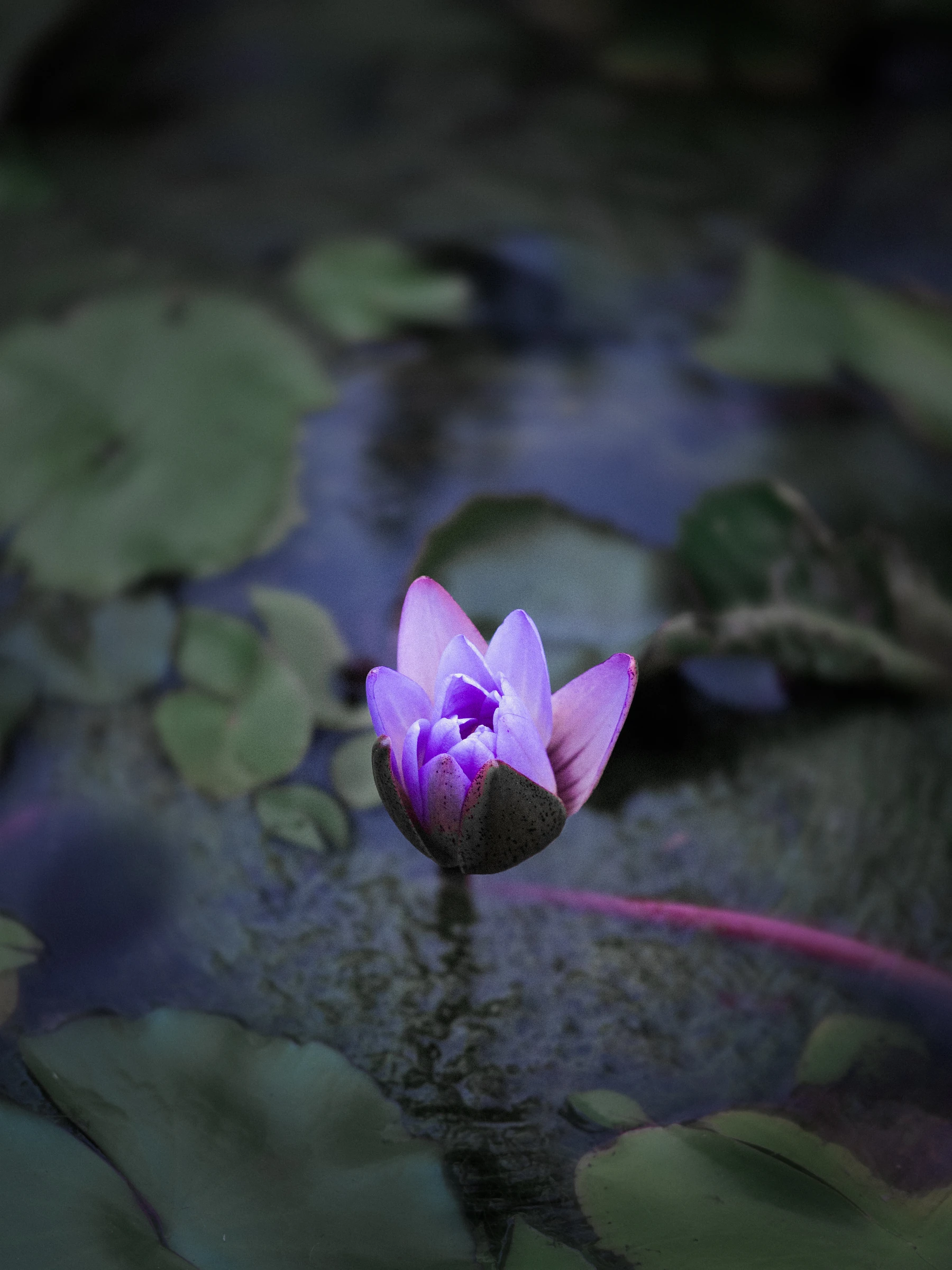 Purple water lily in a quiet pond